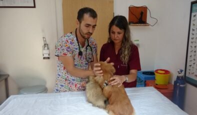 Bursa’da 4 köpeğe işkence eden kadını eski sevgilisi ifşa etti