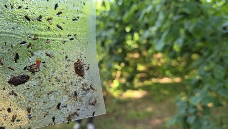 İstilacı kahvrengi kokarcaya karşı 300 bin samuray arısı doğaya salınacak