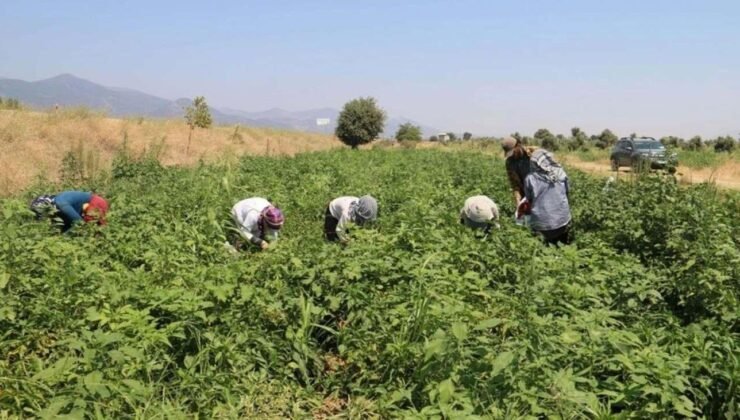 Kavurucu sıcağın altında zorlu mesai! O tarlada ellerini asla yüzlerine bile süremiyorlar