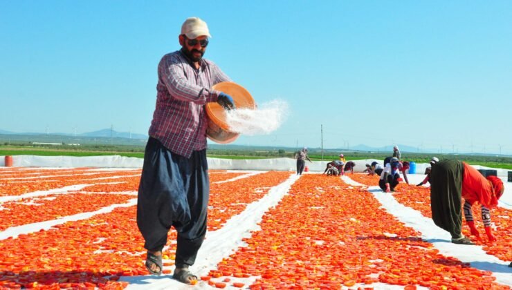 Kurutmalık domatesler serildi, Gediz Ovası kırmızıya büründü