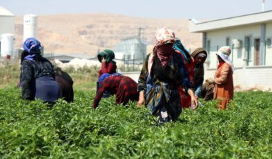 Şanlıurfa’da Kadınlar Biber Hasadına Başladı