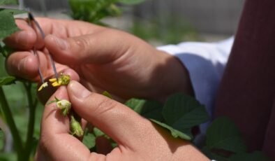 Yeni sanayilik yerli ve milli patates çeşitleri yolda