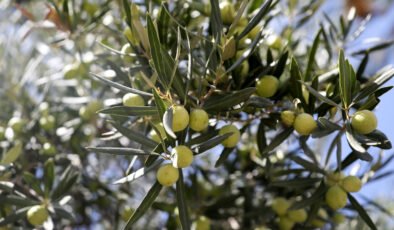 2 anıt zeytin ağacından 70 kilo rekolte beklentisi