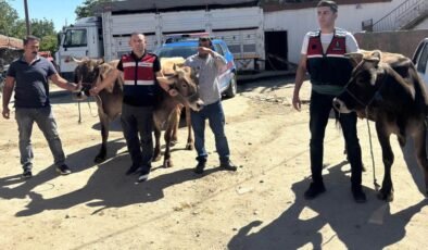 Ankara’da çalınan 4 büyükbaş hayvan, Aksaray’da satılırken bulundu