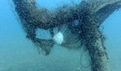 Antalya’da trol ağları kalamar neslini riske atıyor