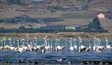 Flamingolara fotoğrafçılardan yoğun ilgi