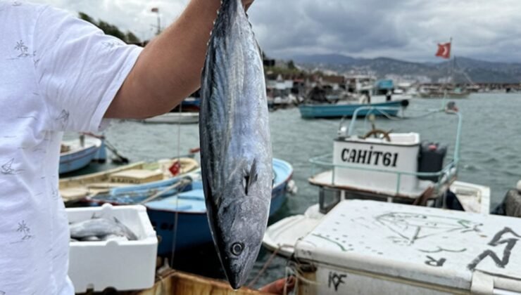 Karadeniz’de bu sezon palamut avında bolluk yaşanıyor