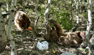 Bitlis’te ayı saldırıları arttı! Uzmanı ”Önlem alın” diyerek uyardı