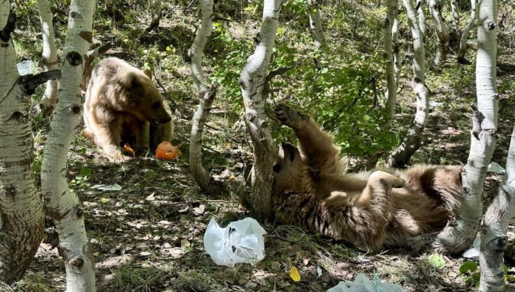 Bitlis’te ayı saldırıları arttı! Uzmanı ”Önlem alın” diyerek uyardı