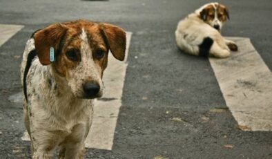 Dünya Hayvanları Koruma Günü ne zaman? Dünya Hayvanları Koruma Günü nasıl ilan edildi? Dünya Hayvanları Koruma Günü tarihçesi…