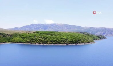 Nemrut’ta Bozayılar Tehlikede