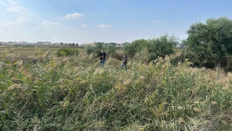 Sazlıkta müthiş görünüm: Parçalanmış ceset bulundu!