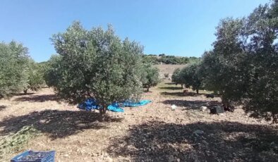 Zeytin Üreticileri Fiyat Düşüklüğünden Şikayetçi