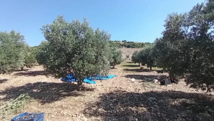 Zeytin Üreticileri Fiyat Düşüklüğünden Şikayetçi