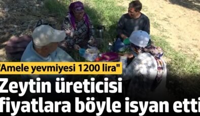 Zeytin üreticisi fiyatlara böyle isyan etti: Amele yevmiyesi 1200 lira