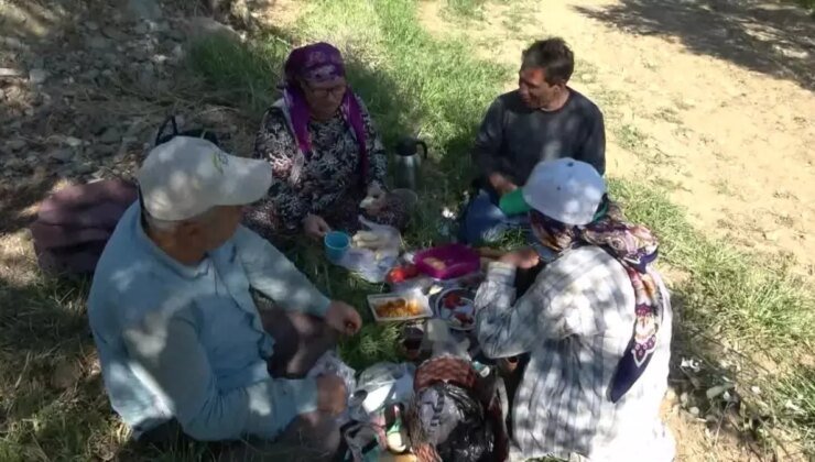 Zeytin Üreticisi Fiyatlardan Şikayetçi