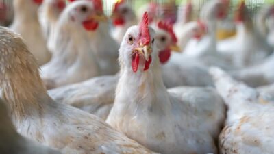 ABD, – ABD, 2017’den bu yana kümes hayvanı çiftliğinde H7N9