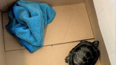 ABD, – ABD’nin New Jersey eyaletindeki Newark Liberty Uluslararası Havalimanı’nda