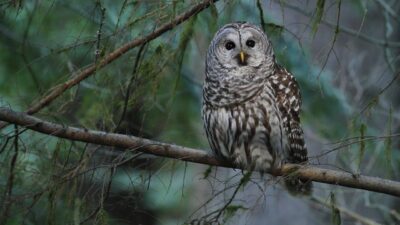 ABD, – ABD’de 19 Kongre üyesi, Trump yönetiminin nesli tükenmekte