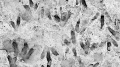 AVUSTRALYA, – AVUSTRALYA’da bir okulda, kaya parçası üzerinde 66 fosilleşmiş