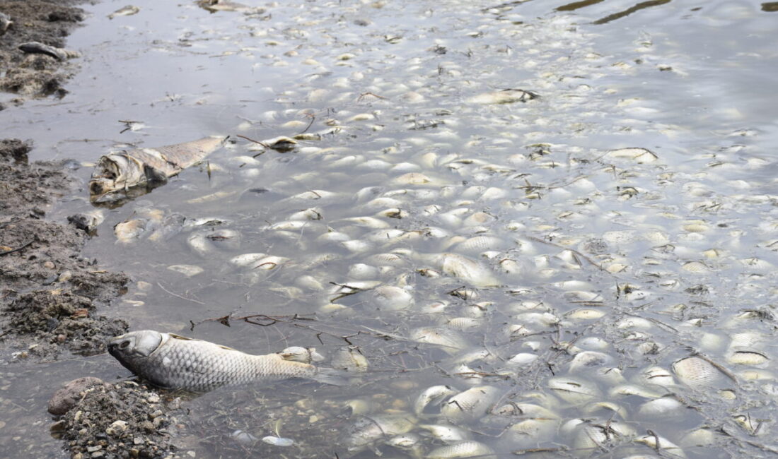 Eraydın AYTEKİN-Hüsnü Ümit AVCI/SİVAS, – SİVAS’ın Kangal ilçesine bağlı Deligazili
