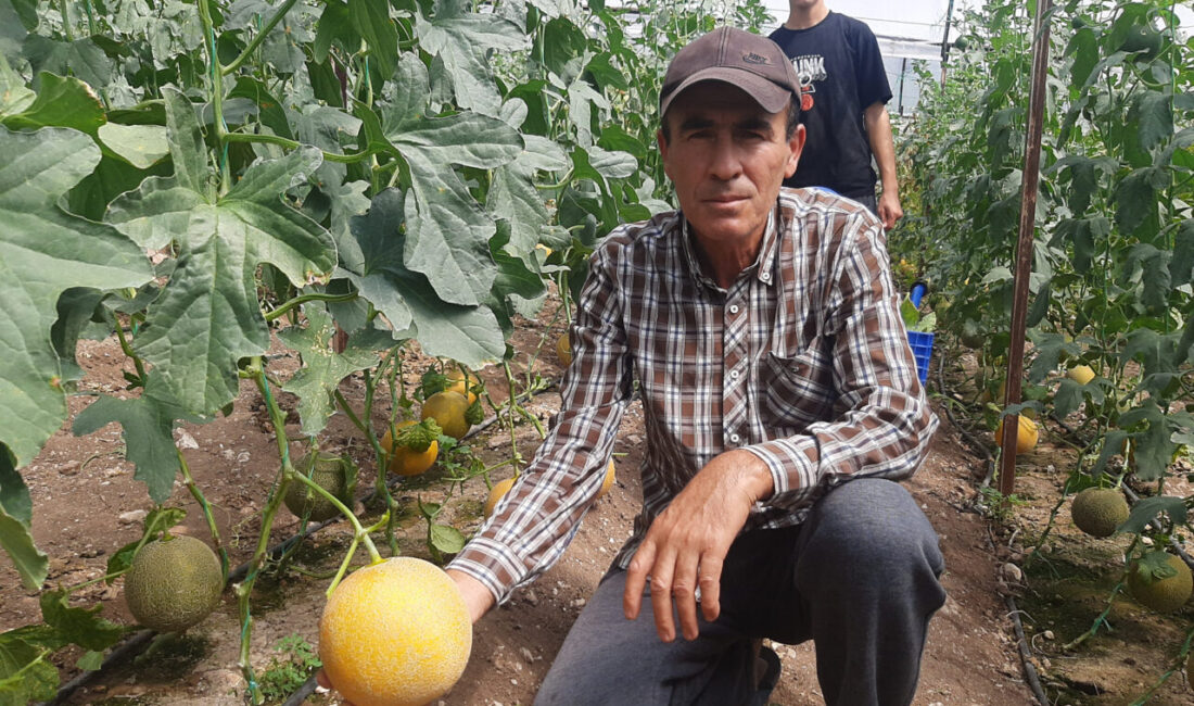 Ramazan SARIAYALI/KUMLUCA (Antalya), – ANTALYA’nın Kumluca ilçesinde seracı Ahmet Ünal