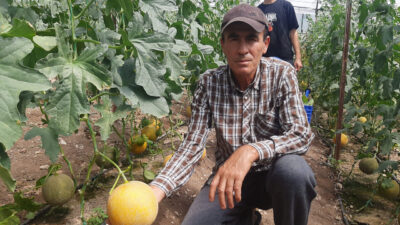 Ramazan SARIAYALI/KUMLUCA (Antalya), – ANTALYA’nın Kumluca ilçesinde seracı Ahmet Ünal