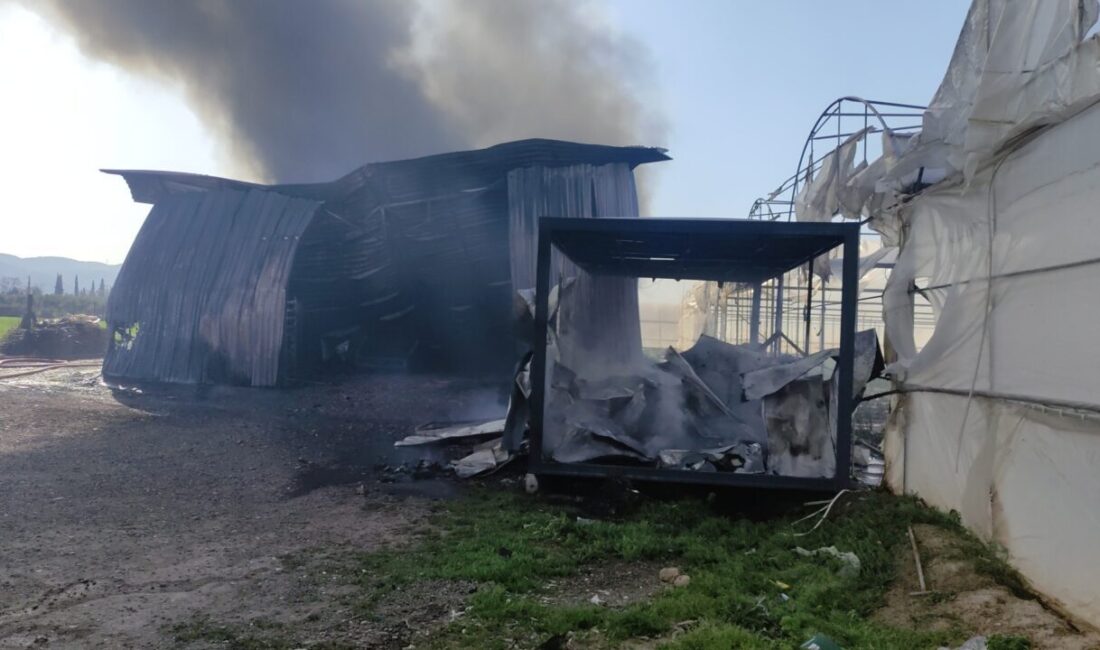 Hasan BOZBEY/ ORHANGAZİ (Bursa), – BURSA’nın Orhangazi ilçesinde, gül serasının