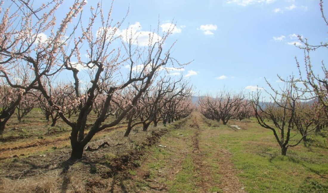 Fatih DALDAL/BAYRAMİÇ (Çanakkale), – ÇANAKKALE’nin Bayramiç ilçesinde çiçek açan meyve