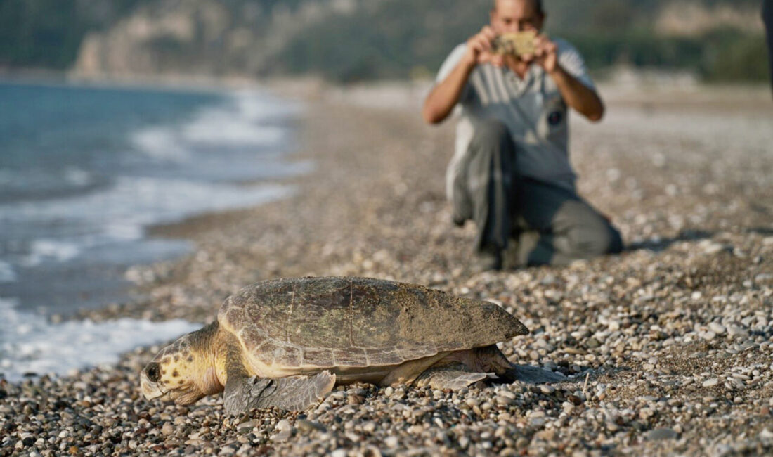 Mehmet ÇINAR/ANTALYA, – DÜNYA Doğayı Koruma Birliği’nin (IUCN) nesli tehlike