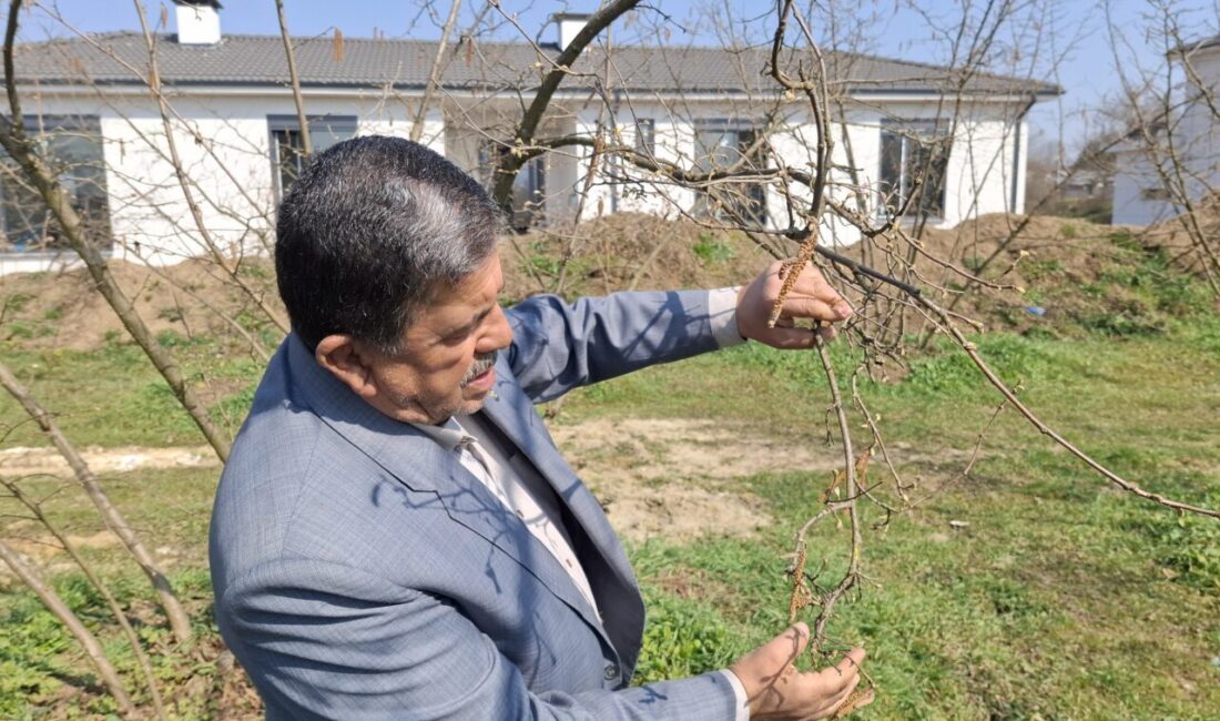 Tezcan SOLMAZ/DÜZCE, – DÜZCE’de sıcak hava nedeniyle fındık ağaçları filiz