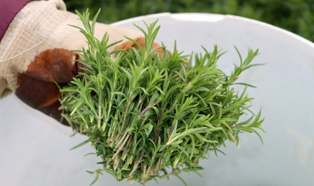 Samim SELÇUK/HATAY, – TÜRKİYE’nin önemli zahter (bir çeşit kekik) üretim