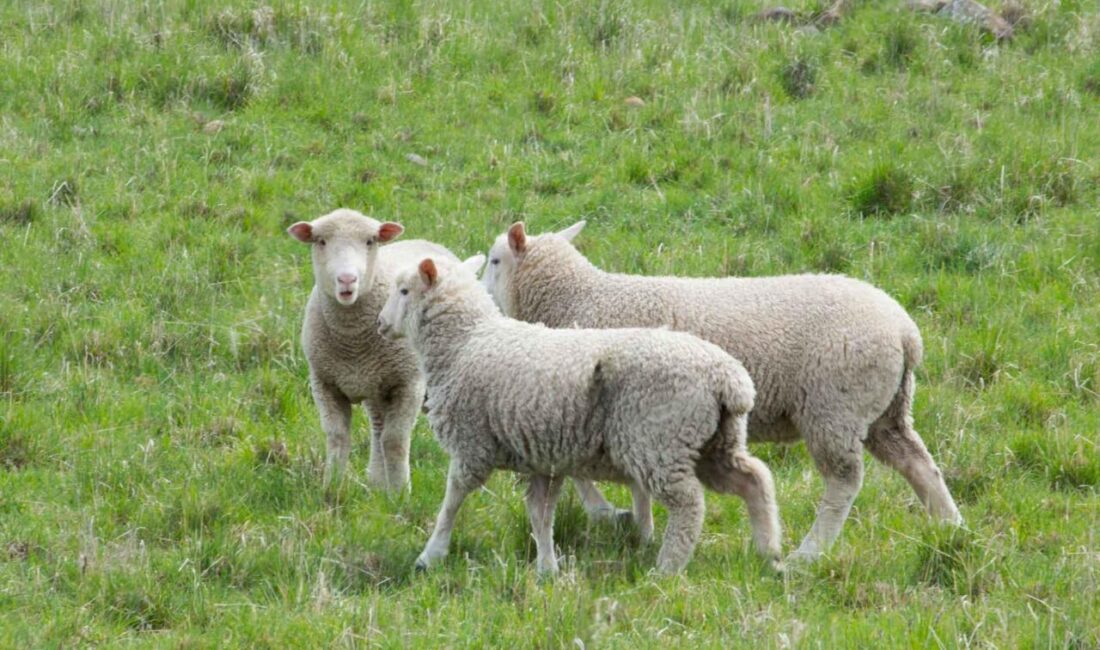 BİRLEŞİK KRALLIK, – İNGİLTERE’de ilk kez bir koyunda kuş gribi