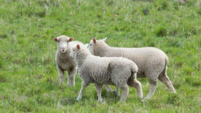 BİRLEŞİK KRALLIK, – İNGİLTERE’de ilk kez bir koyunda kuş gribi
