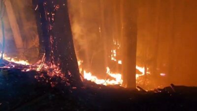 JAPONYA, – JAPONYA’nın kuzeydoğusunda 12 gündür süren orman yangınının kontrol