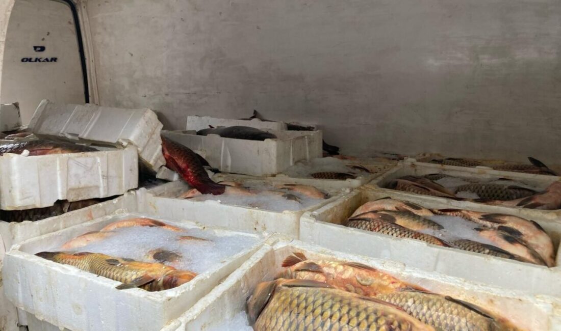 Emre ÖNCEL/SAMSUN, – SAMSUN’un Çarşamba ilçesinde kaçak balık avladığı tespit