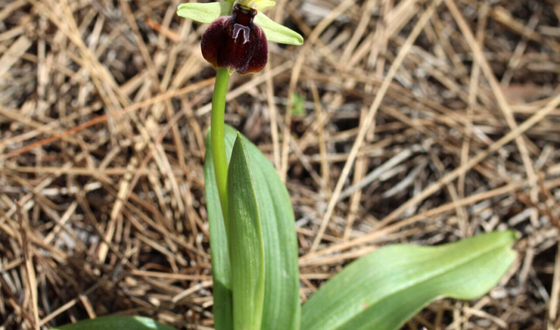 Aysu DURSUN/ANTALYA – ANTALYA Kemer’deki Beydağları Sahil Milli Parkı’nda, bu