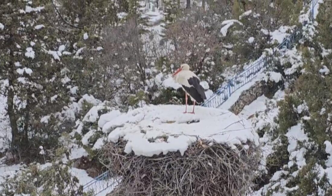 Muhammed SIDAL/BEYŞEHİR (Konya), – TÜRKİYE’nin en büyük leylek kolonilerinden olan