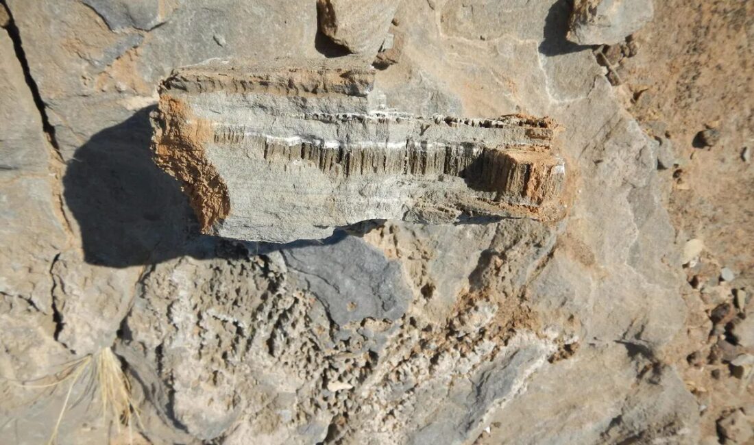 ALMANYA, – BİLİM insanları, Güney Afrika ve Arap Yarımadası çöllerindeki