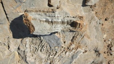 ALMANYA, – BİLİM insanları, Güney Afrika ve Arap Yarımadası çöllerindeki