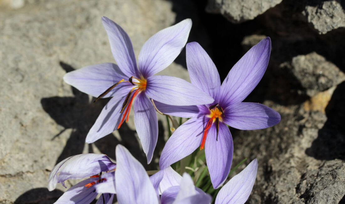 Aysu DURSUN/ANTALYA, – ANTALYA’da sadece Beydağları Sahil Milli Parkı’nda yetişen