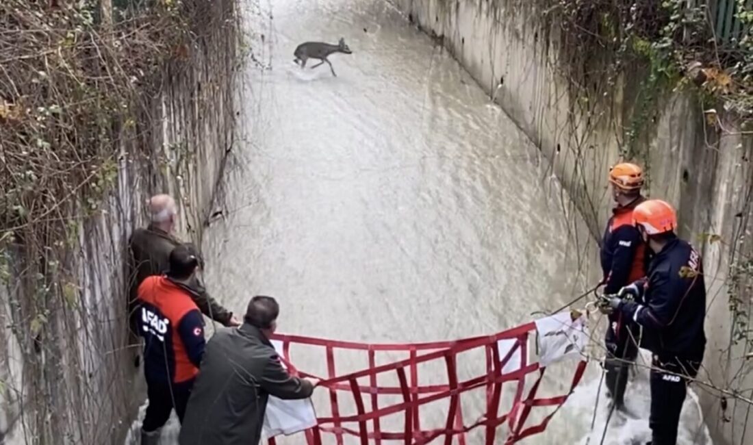 Ayhan ACAR/BARTIN, -BARTIN’da girdiği su kanalında mahsur kalan yavru karaca,