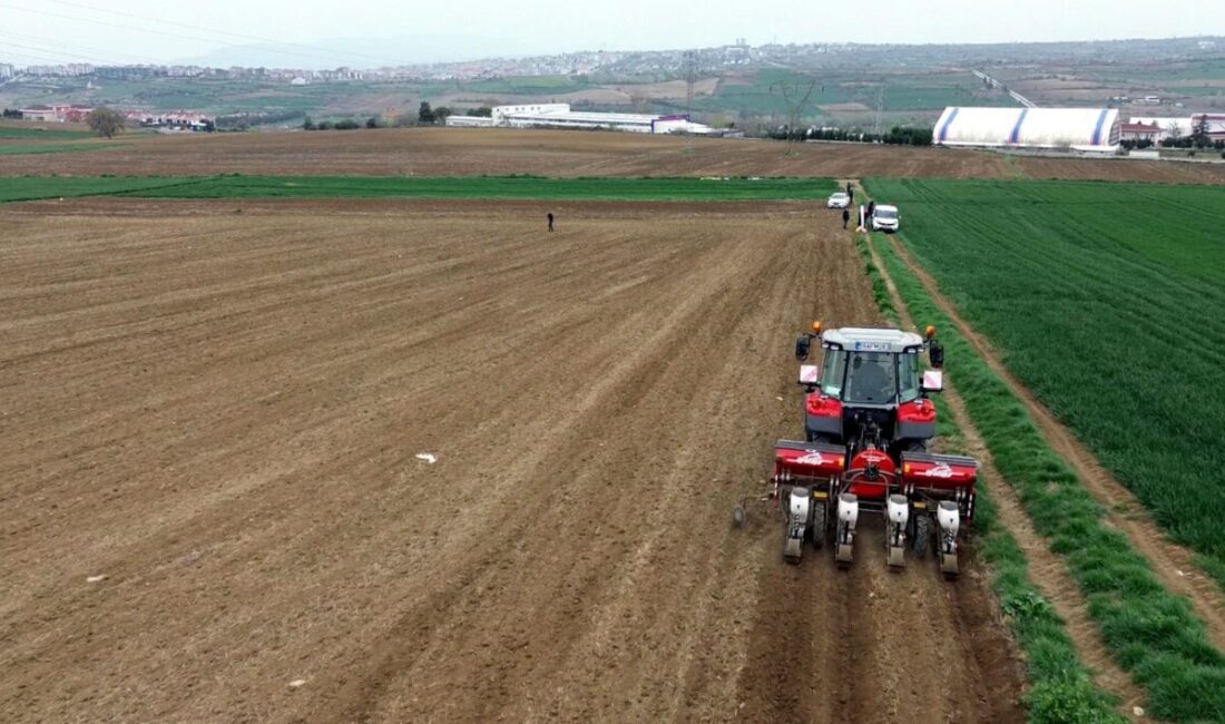 Abdullah YALÇIN/TEKİRDAĞ, – TÜRKİYE’nin önemli yağlık ayçiçeği üretim merkezlerinden Tekirdağ’da