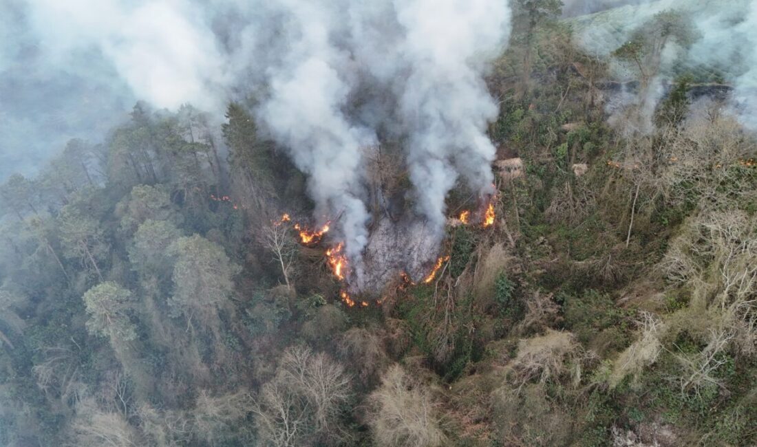 Salim SARIKOÇ/ SÜRMENE (Trabzon), – TRABZON’un Sürmene ilçesinde, ormanda çıkan