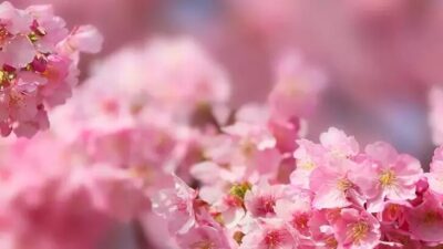 ABD, – ABD’nin Washington eyaletinde kiraz çiçeklerinin bugün itibarıyla tamamen