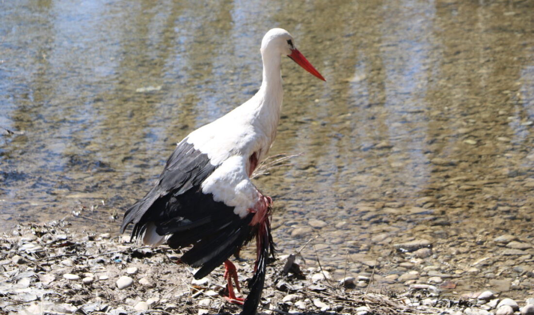 Yaşar KAPLAN/YÜKSEKOVA,(Hakkari)- – HAKKARİ’nin Yüksekova ilçesinde yaralı halde bulunan leylek,
