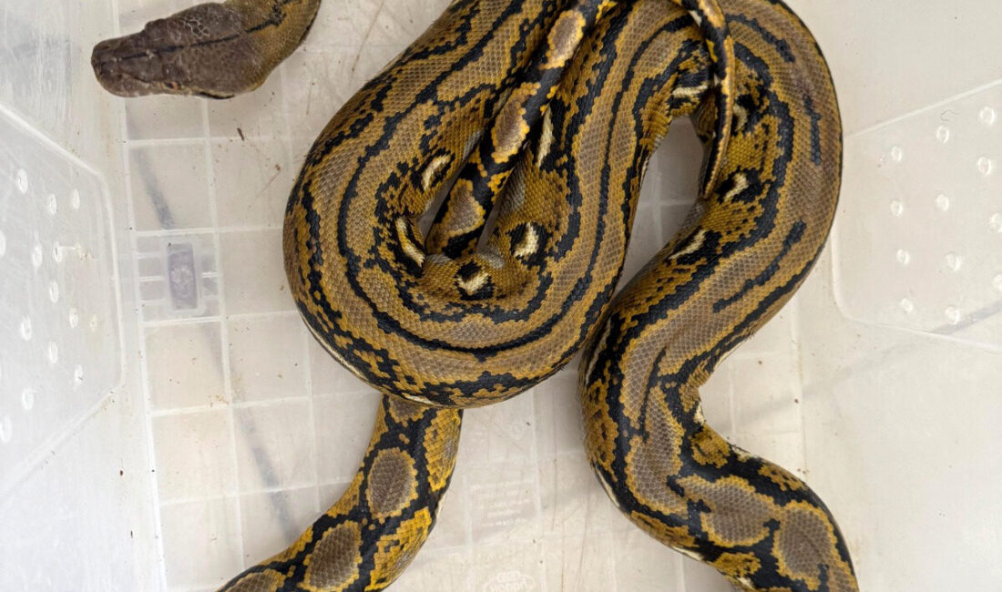 Ali Fuat GÜÇLÜER/AFYONKARAHİSAR, – KÜTAHYA’da durdurulan yolcu otobüsünde, karton kutu