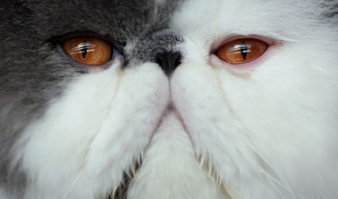 Uluslararası bir bilimsel araştırma, evcil kedilerin kökeni hakkındaki eski inanışları