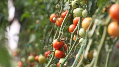 Sağlanan desteklerle organik tarım üretimi 2002-2024 döneminde 4,2 kat artarak