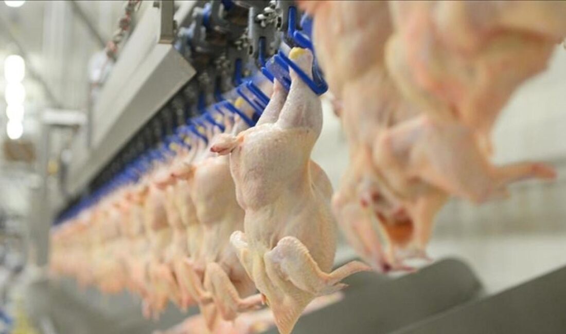 Türkiye genelinde tavuk eti üretimi, eylülde geçen yılın aynı ayına